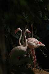 Graceful Flamingos in a Dark Tropical Habitat