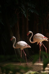 Graceful Flamingos in a Dark Tropical Habitat