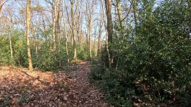 Shot of walking through a forest.