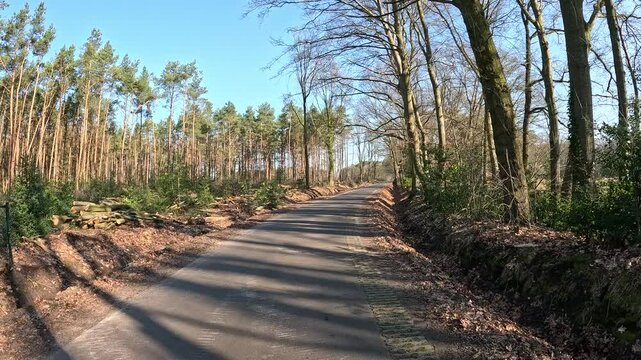 Walking on a road through a forest.