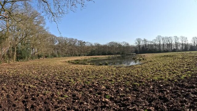 Looking over a field with a pond with forest behind.