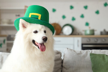 Cute Samoyed dog with leprechaun's hat at home. St. Patrick's Day celebration