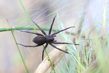 Great raft spider, Dolomedes plantarius, also called  fen raft spider, female guarding nest