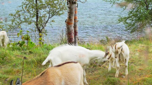Goats playfully sparring in a meadow on the lakeside with other goats present. Neutral overcast day light.