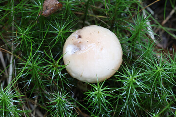 Gomphidius maculatus, known as the larch spike or larch spike-cap, wild mushroom from Finland