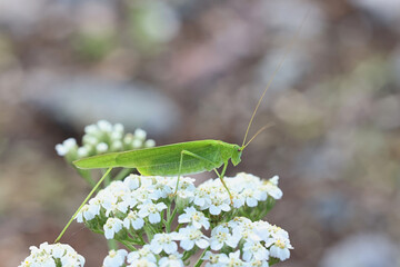 Phaneroptera falcata, commonly known as sickle-bearing bush-cricket