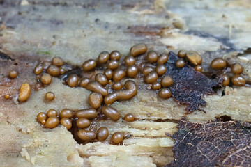 Trichia contorta, slime mold from Finland, no common English name