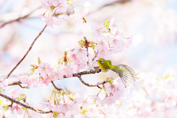美しい河津桜の間を飛び回って花の蜜を吸う可愛いシチトウメジロ（メジロ科）。
伊豆諸島の固有種である。
英名学名：White-eye(stejnegeri), Zosterops japonicus stejnegeri
東京都伊豆諸島八丈島-2025年
