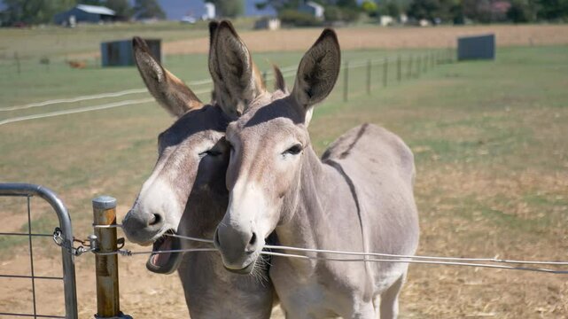 Slow motion close-up of two donkeys mules standing and chewing on fence on country outback farm ranch meadow property in rural suburbs of Australia animal species breed outdoors stables tourism