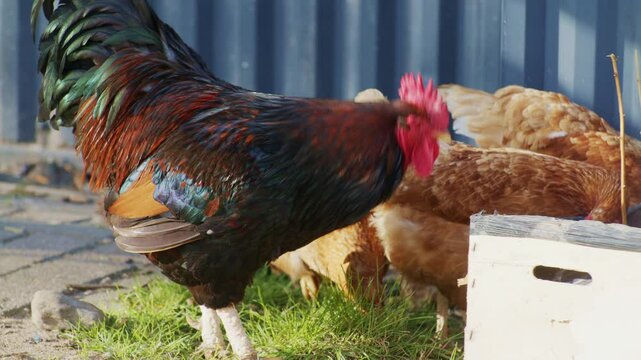 live poultry rooster and hens chickens birds pecking feeder