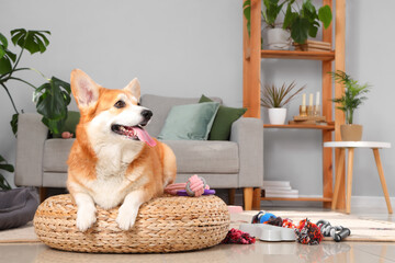 Cute Corgi dog with different pet accessories and bowl for food lying on ottoman at home