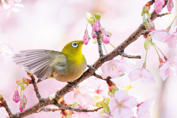 美しい河津桜の間を飛び回って花の蜜を吸う可愛いシチトウメジロ（メジロ科）。
伊豆諸島の固有種である。
英名学名：White-eye(stejnegeri), Zosterops japonicus stejnegeri

東京都伊豆諸島八丈島-2025年
