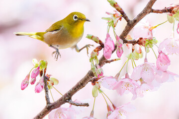 美しい河津桜の間を飛び回って花の蜜を吸う可愛いシチトウメジロ（メジロ科）。
伊豆諸島の固有種である。
英名学名：White-eye(stejnegeri), Zosterops japonicus stejnegeri

東京都伊豆諸島八丈島-2025年
