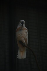 White Cockatoo Perched on a Branch in Low Light