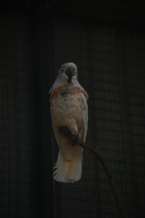 White Cockatoo Perched on a Branch in Low Light