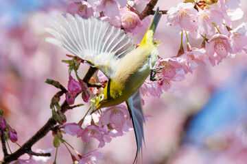 美しい河津桜の間を飛び回って花の蜜を吸う可愛いシチトウメジロ（メジロ科）。
伊豆諸島の固有種である。
英名学名：White-eye(stejnegeri), Zosterops japonicus stejnegeri

東京都伊豆諸島八丈島-2025年
