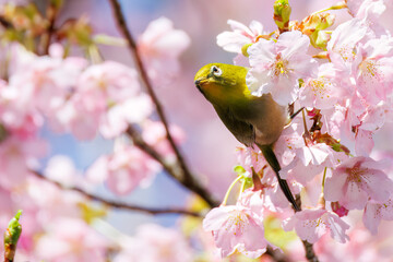 美しい河津桜の間を飛び回って花の蜜を吸う可愛いシチトウメジロ（メジロ科）。
伊豆諸島の固有種である。
英名学名：White-eye(stejnegeri), Zosterops japonicus stejnegeri

東京都伊豆諸島八丈島-2025年
