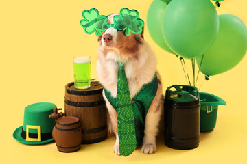 Cute Australian Shepherd dog in eyeglasses with barrels and balloons on yellow background. St....