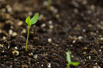 Fresh pepper sprout emerging from rich soil in a backyard garden during springtime growth