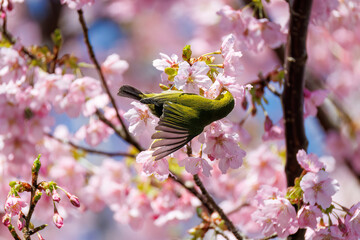 美しい河津桜の間を飛び回って花の蜜を吸う可愛いシチトウメジロ（メジロ科）。
伊豆諸島の固有種である。
英名学名：White-eye(stejnegeri), Zosterops japonicus stejnegeri

東京都伊豆諸島八丈島-2025年
