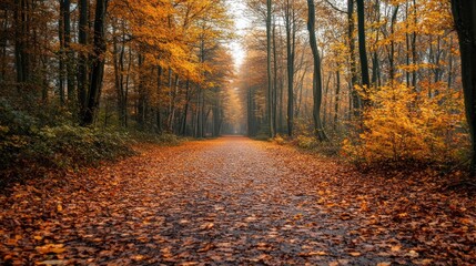 Fototapeta premium A forest path blanketed with leaves during autumn season