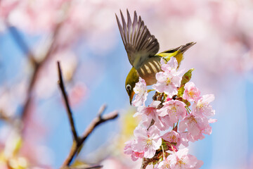 美しい河津桜の間を飛び回って花の蜜を吸う可愛いシチトウメジロ（メジロ科）。
伊豆諸島の固有種である。
英名学名：White-eye(stejnegeri), Zosterops japonicus stejnegeri

東京都伊豆諸島八丈島-2025年
