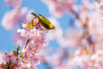 美しい河津桜の間を飛び回って花の蜜を吸う可愛いシチトウメジロ（メジロ科）。
伊豆諸島の固有種である。
英名学名：White-eye(stejnegeri), Zosterops japonicus stejnegeri

東京都伊豆諸島八丈島-2025年
