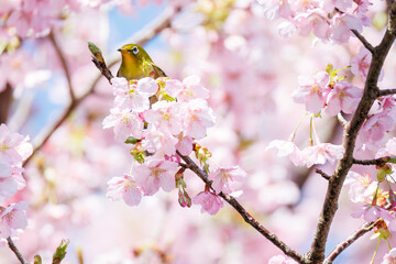 美しい河津桜の間を飛び回って花の蜜を吸う可愛いシチトウメジロ（メジロ科）。
伊豆諸島の固有種である。
英名学名：White-eye(stejnegeri), Zosterops japonicus stejnegeri

東京都伊豆諸島八丈島-2025年
