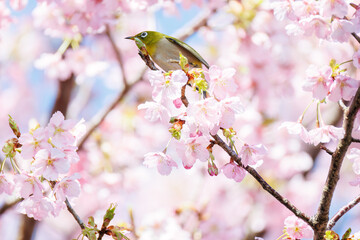 美しい河津桜の間を飛び回って花の蜜を吸う可愛いシチトウメジロ（メジロ科）。
伊豆諸島の固有種である。
英名学名：White-eye(stejnegeri), Zosterops japonicus stejnegeri

東京都伊豆諸島八丈島-2025年
