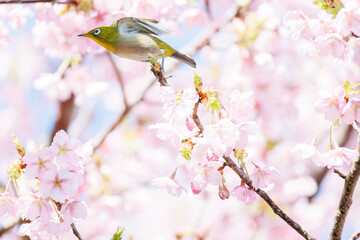 美しい河津桜の間を飛び回って花の蜜を吸う可愛いシチトウメジロ（メジロ科）。
伊豆諸島の固有種である。
英名学名：White-eye(stejnegeri), Zosterops japonicus stejnegeri

東京都伊豆諸島八丈島-2025年
