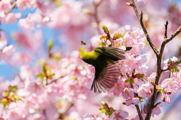 美しい河津桜の間を飛び回って花の蜜を吸う可愛いシチトウメジロ（メジロ科）。
伊豆諸島の固有種である。
英名学名：White-eye(stejnegeri), Zosterops japonicus stejnegeri

東京都伊豆諸島八丈島-2025年
