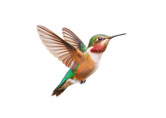 Obraz premium Ruby throated hummingbird in flight against a transparent background. Bird with iridescent feathers.