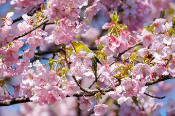 美しい河津桜の間を飛び回って花の蜜を吸う可愛いシチトウメジロ（メジロ科）。
伊豆諸島の固有種である。
英名学名：White-eye(stejnegeri), Zosterops japonicus stejnegeri

東京都伊豆諸島八丈島-2025年
