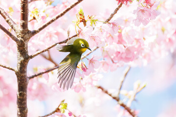 美しい河津桜の間を飛び回って花の蜜を吸う可愛いシチトウメジロ（メジロ科）。
伊豆諸島の固有種である。
英名学名：White-eye(stejnegeri), Zosterops japonicus stejnegeri

東京都伊豆諸島八丈島-2025年
