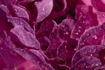 Macro view of water drops on purple petals 