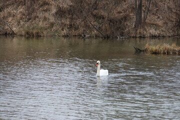 Autumn forest landscape