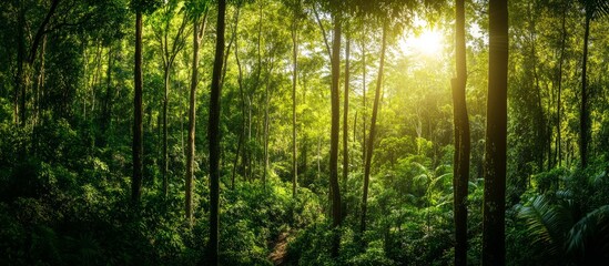 Fototapeta premium Tropical Serenity: Lush Forest Panorama for Eco & Earth Day Concepts