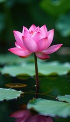 Pink lotus blossom opens on serene pond surface, flower, stem