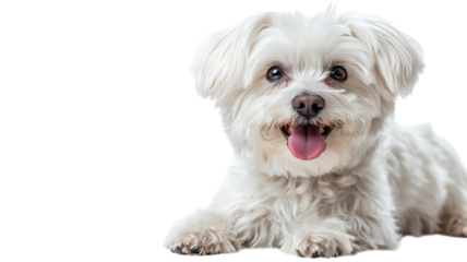 Happy fluffy dog lounging and enjoying a sunny day indoors with a playful expression