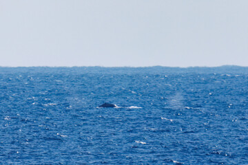 Fototapeta premium 陸から見えたザトウクジラ（ナガスクジラ科）の群れが泳ぐ様子。 英名学名：Humpback Whale, Megaptera novaeangliae 観光協会主催の、バスで島を巡り、ザトウクジラを捜すホエールウォッチングバスツアー。 東京都伊豆諸島八丈島-2025年 