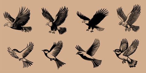 Fototapeta premium Vintage bird illustration set, isolated element set vector