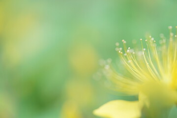 ビヨウヤナギのアップ7