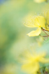 ビヨウヤナギのアップ1