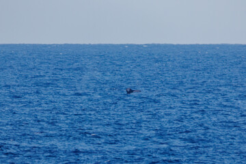 陸から見えたザトウクジラ（ナガスクジラ科）の群れが泳ぐ様子。
英名学名：Humpback Whale, Megaptera novaeangliae
観光協会主催の、バスで島を巡り、ザトウクジラを捜すホエールウォッチングバスツアー。
東京都伊豆諸島八丈島-2025年
