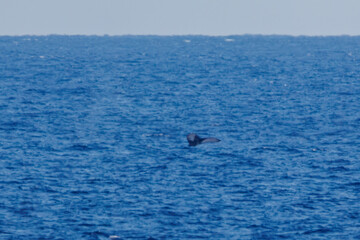 陸から見えたザトウクジラ（ナガスクジラ科）の群れが泳ぐ様子。
英名学名：Humpback Whale, Megaptera novaeangliae
観光協会主催の、バスで島を巡り、ザトウクジラを捜すホエールウォッチングバスツアー。
東京都伊豆諸島八丈島-2025年
