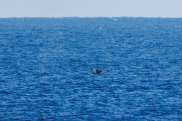 Fototapeta premium 陸から見えたザトウクジラ（ナガスクジラ科）の群れが泳ぐ様子。 英名学名：Humpback Whale, Megaptera novaeangliae 観光協会主催の、バスで島を巡り、ザトウクジラを捜すホエールウォッチングバスツアー。 東京都伊豆諸島八丈島-2025年 