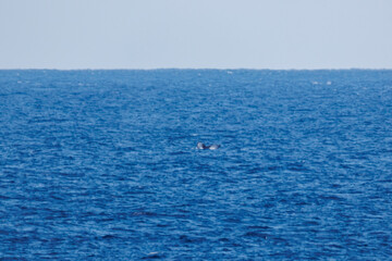 Obraz premium 陸から見えたザトウクジラ（ナガスクジラ科）の群れが泳ぐ様子。 英名学名：Humpback Whale, Megaptera novaeangliae 観光協会主催の、バスで島を巡り、ザトウクジラを捜すホエールウォッチングバスツアー。 東京都伊豆諸島八丈島-2025年 