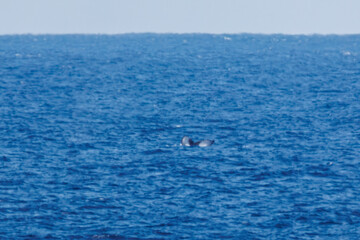 陸から見えたザトウクジラ（ナガスクジラ科）の群れが泳ぐ様子。
英名学名：Humpback Whale, Megaptera novaeangliae
観光協会主催の、バスで島を巡り、ザトウクジラを捜すホエールウォッチングバスツアー。
東京都伊豆諸島八丈島-2025年
