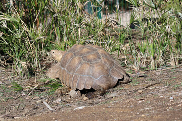promenade de la tortue