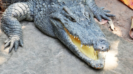 Close-up of a crocodile resting on a stone surface with its mouth slightly open, revealing sharp teeth and a yellowish interior rough, scaly texture of its skin.